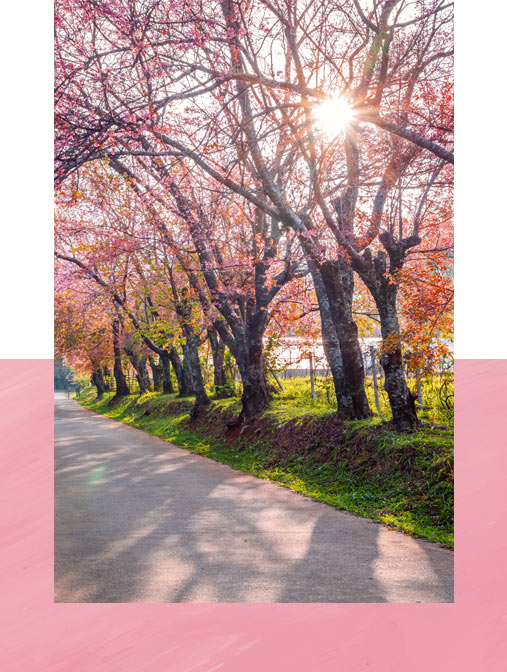 sakura-arbre